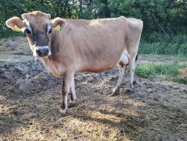 Vemhes Jersey tehenek