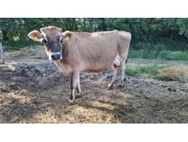 Vemhes Jersey tehenek
