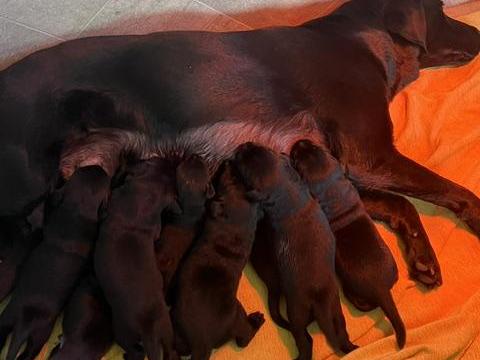 Törzskönyvezett labrador retriever kiskutyák gazdát keresnek Törzskönyvezett labrador retriever kiskutyák gazdát keresnek