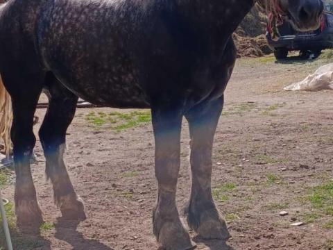 Percheron csődör Percheron csődör