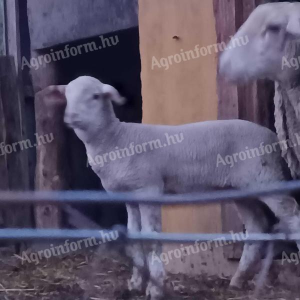 Birka eladó