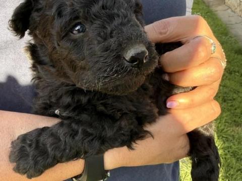 Pumi kiskutya törzskönyves Pumi kiskutya törzskönyves