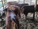 Hízott bika