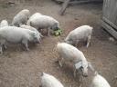 Szőke mangalica malacok eladók