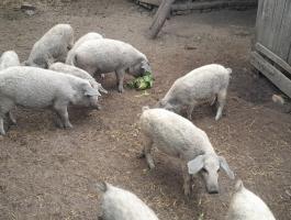 Szőke mangalica malacok eladók