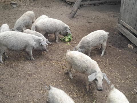 Szőke mangalica malacok eladók