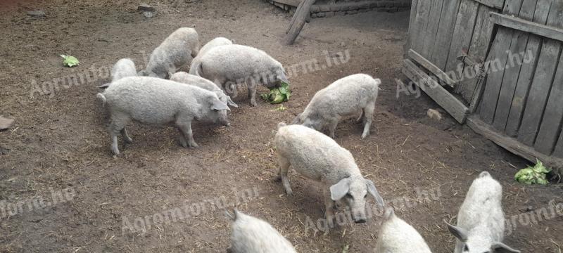 Szőke mangalica malacok eladók
