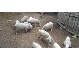 Szőke mangalica malacok eladók