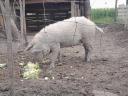 Szőke mangalica koca süldő