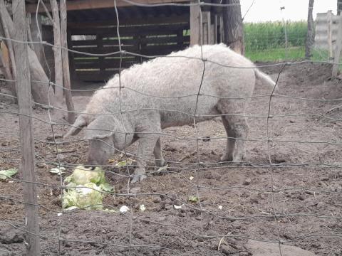 Szőke mangalica koca süldő Szőke mangalica koca süldő