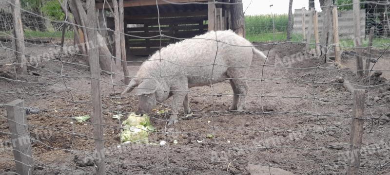 Szőke mangalica koca süldő