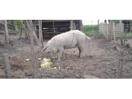 Szőke mangalica koca süldő
