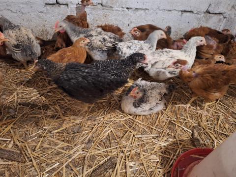 Eladó 8hetes kettőshasznú csirkék Eladó 8hetes kettőshasznú csirkék