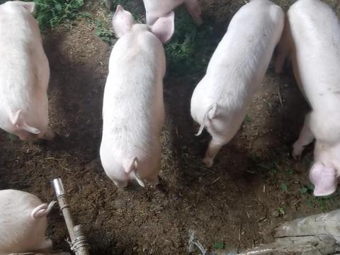 6 db süldő eladó