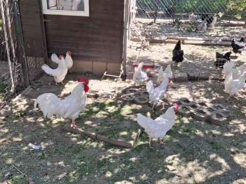 Leghorn tyúk,  tojótyúk eladó