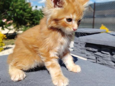 Maine coon kiscicák