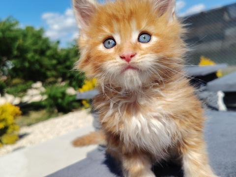 Maine coon kiscicák