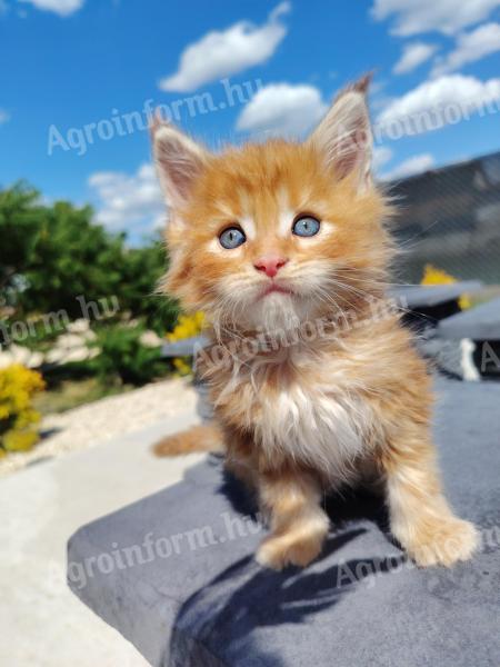 Maine coon kiscicák