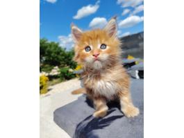 Maine coon kiscicák