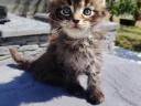 Maine coon kiscicák