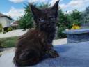 Maine coon kiscicák