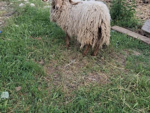Eladó Racka kos Eladó Racka kos