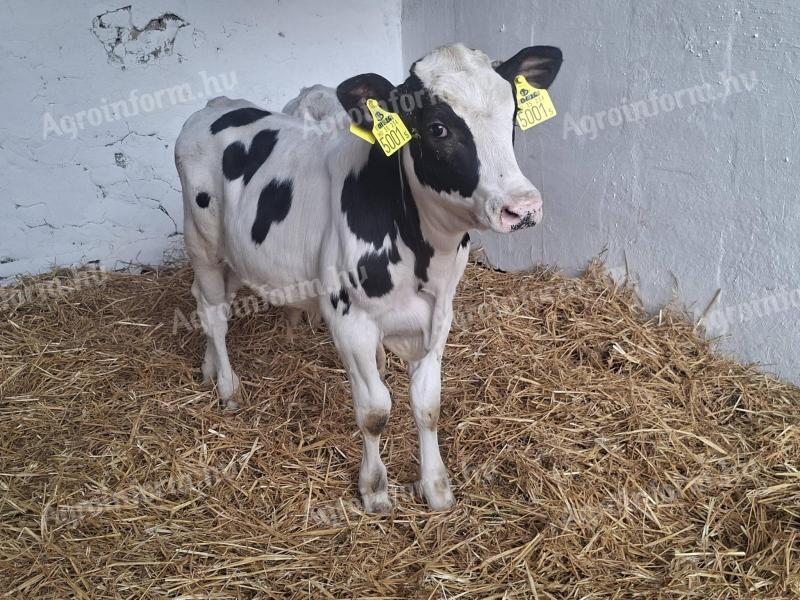 Holstein Fríz bika borjak