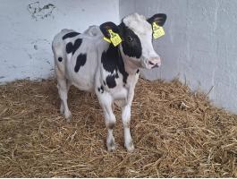 Holstein Fríz bika borjak