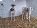 Holstein Fríz bika borjak