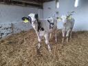 Holstein Fríz bika borjak