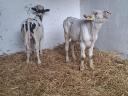 Holstein Fríz bika borjak