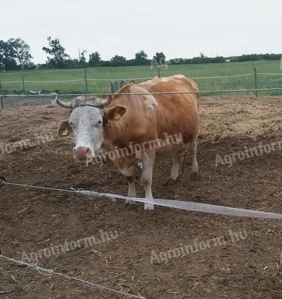 Eladó tehén 2 db borjúval