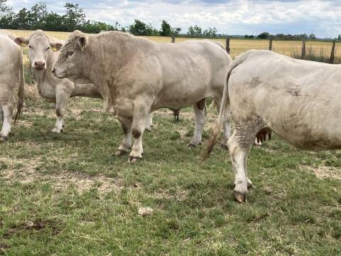Charolais tenyészbika eladó Charolais tenyészbika eladó
