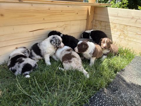 Border collie fajtatisztajellegű kiskutyák