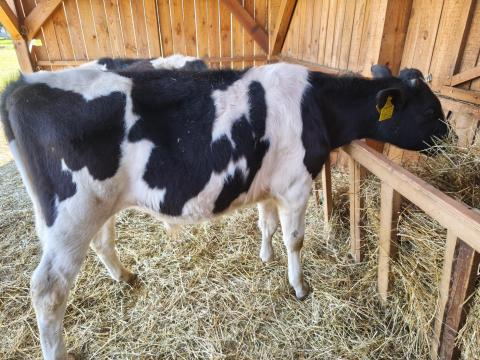 Eladó 2 db 10 hónapos holstein-fríz bika