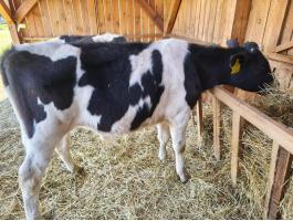Eladó 2 db 10 hónapos holstein-fríz bika