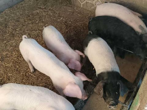 Eladó választási malacok. Eladó választási malacok.
