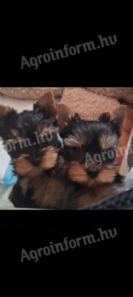 Yorkshire terrier