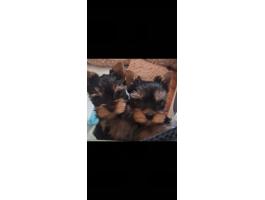 Yorkshire terrier