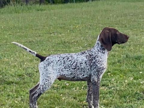 Német rövidszőrű vizsla Német rövidszőrű vizsla