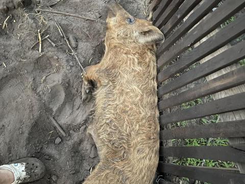 Mangalica Kan Mangalica Kan