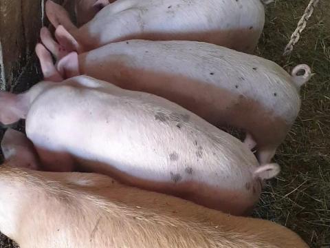 Eladó 5 db 9 hetes malac Eladó 5 db 9 hetes malac