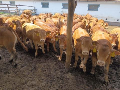 Limousin növendék szarvasmarhák Limousin növendék szarvasmarhák