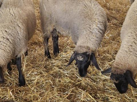 Suffolk Kos Bárányok Eladók Suffolk Kos Bárányok Eladók