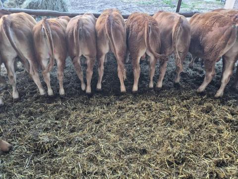 Magyartarka x limousin borjak eladók
