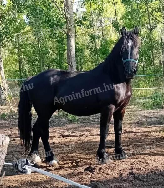 Csődör csikó