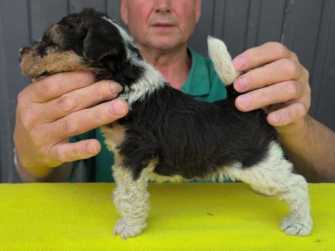 Drótszőrű Foxterrier Kan