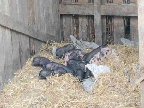 Vietnámi csüngőhasú kismalacok