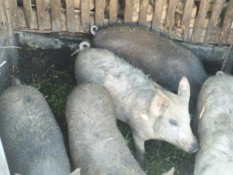 Mangalica x nagyfehèr süldők eladók