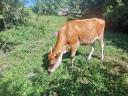 Eladó Jersey üsző
